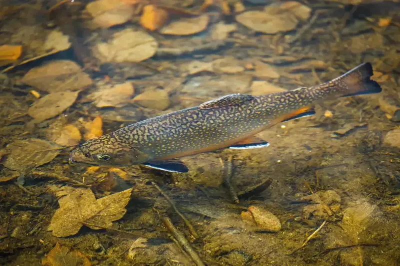 trout