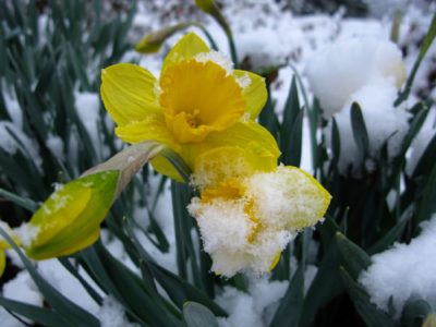 Snow covered daffodil in Spring